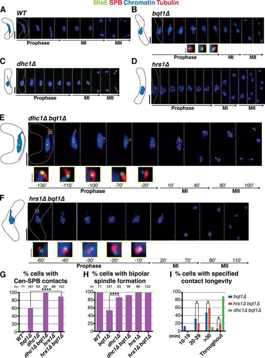 Figure 4. Loss of Dhc1 or Hrs1 confers long-lived centromere–SPB contact in bqt1Δ zygotes. (A–F) All labels are as in Fig 2 with Mis6-GFP marking the centromere. Bars: (black) 5 µm; (gray) 1 µm. (A) Centromeres are absent from the SPB during horsetail movement in WT meiotic prophase. (B) Chromatin occasionally follows the SPB during prophase in bqt1Δ cells; sporadic centromere–SPB contacts (inset and magnified in yellow) confer bipolar spindle formation. (C and D) In dhc1Δ bqt1+ and hrs1Δ bqt1+ zygotes, vigorous SPB movement is abolished but centromeres are released from the SPB. (E and F) In contrast, dhc1Δ bqt1Δ and hrs1Δ bqt1Δ zygotes maintain at least one centromere at the SPB throughout prophase, ensuring normal spindle formation. (G) Although only around 60% of bqt1Δ cells show centromere–SPB contacts, all dhc1Δ bqt1Δ and the majority of hrs1Δ bqt1Δ cells show this interaction. No such contacts are observed in WT, dhc1Δ, or hrs1Δ cells. The analyses use Mis6-GFP as a centromere marker; the faintness of this marker explains the appearance of cells in which no centromere–SPB contact can be seen in a hrs1Δ bqt1Δ setting. Using the brighter Swi6-GFP as a marker for centromeres, we observe contact throughout in all cells (not depicted). (H) Quantitation shows complete restoration of bqt1Δ spindle formation by hrs1+ or dhc1+ deletion. n is the total number of cells scored from greater than six independent experiments. ****, P < 0.0001. (I) Categorization of zygotes according to longevity of their centromere–SPB contacts. The majority of dhc1Δ bqt1Δ cells show “throughout” (entire length of horsetail stage) prophase centromere–SPB contacts. All cells scored for this figure are more extensively analyzed in Fig. S1 G. The data shown are from three independent experiments analyzing >50 cells each. *, 0.01 < P < 0.05.