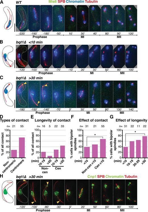 Figure 2. Centromeres mediate the chromatin–SPB contacts that rescue bqt1Δ spindle defects. (A–C and H) Frames from films of meiocytes carrying Hht1-CFP (at a single endogenous locus as in Fig 1; Chromatin), Sid4-mCherry (SPB), ectopically expressed mCherry-Atb2 (Tubulin), and endogenously tagged Mis6-GFP (A–G) or Cnp1-GFP (ectopically expressed under control of endogenous promoter; H). Bars, 5 µm. (A) In WT cells, centromeres do not localize to the SPB during meiotic prophase. (B) bqt1Δ cell showing <10-min centromere–SPB contact during prophase followed by failed spindle formation. (C and H) A centromere–SPB contact lasting >30 min (indicated by yellow arrowheads) is followed by bipolar spindle formation. (D) Levels of centromeric versus noncentromeric chromatin–SPB contact during bqt1Δ meiotic prophase. (E) Longevity of centromeric versus noncentromeric contacts. (F) Levels of bqt1Δ bipolar MI spindle formation seen in cells with the specified types of chromatin–SPB contact. The percentage of bipolar spindle formation seen in noncentromeric >10-min contact (Non-cen >10 min) is likely an overestimate caused by the faintness of Mis6-GFP signals. (G) Proper spindle formation is quantified as a function of centromere–SPB contact duration. n is the number of cells scored in 14 independent experiments. All cells scored for this figure are more extensively analyzed in Fig. S1 (E and F). *, 0.01 < P < 0.05.