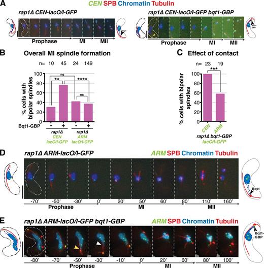 Figure 7. CEN-proximal regions show greater affinity for the SPB, and greater ability to rescue spindle formation, than ARM-proximal regions. (A, D, and E) Series of frames of films of meiocytes harboring the tags detailed in Fig. S4; numbering as in Fig. 1. Bars, 5 µm. (A) rap1Δ meiotic spindle defect is rescued by forcing long-lived interaction between CEN-proximal region and SPB during meiotic prophase. (B) Quantitation of overall bipolar meiotic spindle formation in specified backgrounds. (C) Quantitation of effect of specified contact on bipolar spindle formation, scoring only those cells with contact >50 min. For meiocytes harboring cut3+-lacO/I-GFP, cells with one GFP focus (n = 4) or two foci in nucleoplasm were scored if and only if a clear GFP focus was present at the SPB. n is the total number of cells scored; data were subject to Fisher’s exact test: ****, P < 0.0001; ***, 0.0001 < P < 0.001; **, 0.001 < P < 0.01. (D) As expected, rap1Δ cells with no chromatin contact have defective meiotic spindles. (E) Example of a rap1Δ cut3+-lacO/I-GFP bqt1-GBP zygote. One GFP focus is seen at the SPB and two are seen within the bulk of the nucleus (left, red arrowheads), indicating incomplete recruitment of cut3 locus to the SPB. Yellow arrowhead indicates clear chromatin–SPB contacts; white arrowhead indicates occasions of less clear contact, in which the nucleus appears to poke out in the direction of the SPB but chromatin markers are not clearly visible.