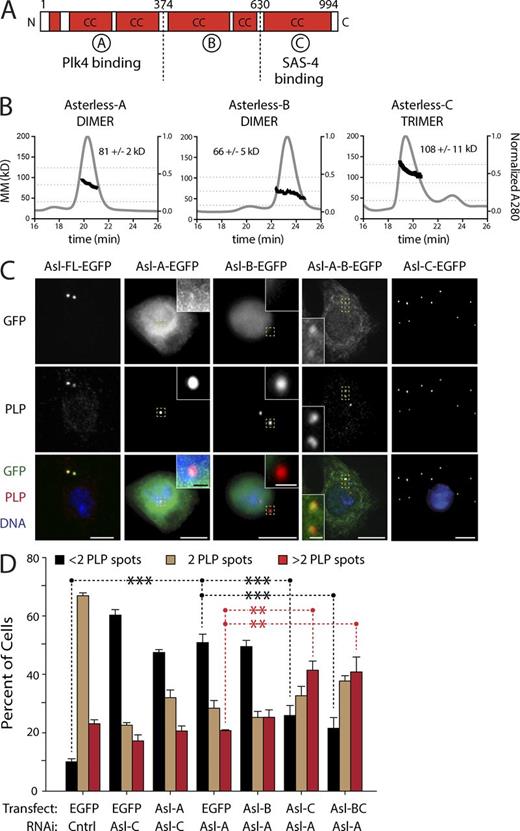 Figure 1. The Asl-C region is sufficient for centriole duplication, whereas the Asl-A region is not. (A) Linear map of the Drosophila Asl polypeptide showing functional and structural domains. Red boxes indicate regions of predicted coiled coils (CC). Asl is divided into three previously identified scaffolding domains (A, B, and C). Asl-A binds Plk4 and Asl-C binds SAS-4. (B) Asl fragments oligomerize. Three consecutive His6-tagged Asl fragments: Asl-A (aa 1–357), Asl-B (aa 358–625), and Asl-C (aa 626–994) were analyzed using SEC-MALS. Normalized A280 is shown in gray (y axis at right), and elution time is indicated in minutes (x axis). Calculated MM was determined for each elution peak and is represented by the dark trace (y axis at left, n = 3 experiments). Mean molecular masses (±SD) for the traces are indicated. Horizontal dashed lines indicate the molecular masses of hypothetical monomeric, dimeric, and trimeric species for each fragment. (C) Asl-C contains the centriole-targeting domain. S2 cells were depleted of endogenous Asl for 3 d using RNAi targeting the 5′–3′UTR and transfected with the indicated inducible Asl-EGFP construct. While under continuous RNAi treatment, transfected cells were allowed to recover for 24 h, induced to express for an additional 24 h, and then immunostained for centrioles using the anti-PLP antibody. Representative images of localization patterns of the Asl fragments are shown (n = 100 cells scored/construct). Insets show centrioles (yellow boxes) at higher magnification. Bars: (main images) 5 µm; (insets) 0.5 µm. (D) Replacement of endogenous Asl with Asl-BC or Asl-C rescues centriole duplication and promotes centriole amplification. S2 cells were depleted of endogenous Asl using the indicated exon-targeting RNAi for 3 d and transfected with the indicated inducible Asl-EGFP construct (or control EGFP). While under continuous RNAi treatment, transfected cells were allowed to recover for 24 h and induced to express for an additional 3 d, and centrioles were visualized by anti-PLP immunostaining. Each bar shows the mean percentage of cells containing the indicated number of centrioles (n = 3 experiments; 300 cells counted per treatment, per experiment). Asterisks mark significant differences (relative to control) for selected comparisons. **, 0.01 > P ≥ 0.001; ***, P < 0.001. Error bars indicate SEM. Cell lysates were immunoblotted to verify expression of the Asl-EGFP fragments and knockdown of endogenous Asl (Fig. S1 D). Cntrl, control.