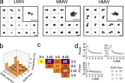 Figure 3. Polysome clustering by RSC and MMD reveals three recurrent classes. (a) Galleries of LMW, MMW, and HMW polysomes before classification. For each sample under consideration, manual object selection was used to generate galleries of images. We aligned rotationally and translationally 544 objects for the LMW sample, 567 objects for the MMW sample, and 700 objects for the HMW sample. Bars, 100 nm. (b) To identify the most populated classes of polysomes according to their rotational symmetry, the frequency of polysome classes in the SOM (4 rows, 12 columns) was obtained. Three classes appeared to be the most frequent among 674 HMW polysomes (for LMW and HMW refer to Fig. S2). (c) Heat map displaying the top scoring inter-class differences based on the MMD test. The largest differences (thicker stripes) are found between classes 1-1 and 1-12 and between 1-1 and 4-12 (corresponding to the most frequent classes in b). Classes 1-12 and 4-12 show a slightly lower difference. (d) Image classification in b sorted out images into clusters characterized by similar rotational symmetry. Each set of images corresponding to the three most populated classes (i.e., 1-1, 1-12, and 4-12, where the first number refers to the row and the second to the column position in the SOM) was used to obtain the characteristic mean rotational power spectra (mean ± SEM is displayed).