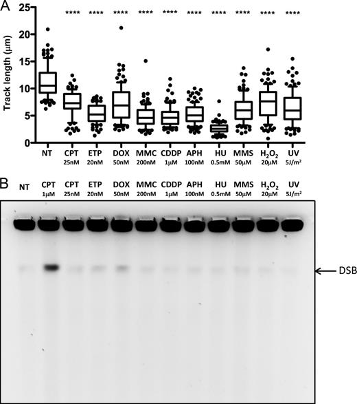 Figure 1. Mild genotoxic stress induces marked fork slowing in the absence of chromosomal breakage. (A) DNA fiber spreading. Statistical analysis of IdU replicated track length in U2OS cells, comparing not treated (NT) conditions with the indicated treatments. The labeling protocol and representative fibers are included in Fig. S1. At least 100 tracks were scored per sample. Horizontal lines represent the median value, and boxes and whiskers show 10–90th percentiles. Statistical analysis t test according to Mann–Whitney, results are ns, not significant; ****, P ≤ 0.0001. All experiments have been repeated at least twice, with very similar results. (B) PFGE analysis for DNA breakage detection in untreated U2OS cells and upon 1-h treatment of the indicated doses of genotoxic treatments. 1 µM camptothecin (CPT) treatment is used as a positive control for DSB formation. See also Fig. S1 for the selection of appropriate doses for each treatment. Fig. 4 and Fig. S4 include data on DDR activation possibly associated with minor levels of DSB detected in B.