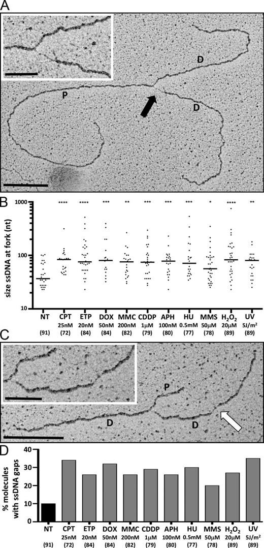 Figure 2. Genotoxic treatments lead to extended ssDNA regions at replication forks and ssDNA gaps on replicated duplexes. (A and C) Electron micrographs of representative replication fork from U2OS cells, after 1-h treatment with 100 nM APH (A) and 50 µM MMS (C), respectively. P indicates the parental duplex, whereas D indicates daughter duplexes. The black arrow points to an ssDNA region at the fork, whereas the white arrow indicates an ssDNA gap on a replicated duplex. The relevant portions of the molecules are magnified in the insets. Bars: (main images) 0.5 kb; (insets) 0.2 kb. (B) Graphical distribution of ssDNA length at the junction (black arrow in A) in not treated (NT) U2OS cells and upon the indicated treatments (UV pulse or 1-h treatment). Only molecules with detectable ssDNA stretches are included in the analysis. The lines show the median lengths of the ssDNA regions at the fork in the specific set of analyzed molecules. Statistical analysis t test according to Mann–Whitney results are *, P ≤ 0.1; **, P ≤ 0.01; ***, P ≤ 0.001; ****, P ≤ 0.0001. In brackets, the total number of analyzed molecules is given. (D) Frequency of replication forks with at least one ssDNA gap (white arrow in C) in untreated U2OS cells and upon the indicated treatments. In brackets, the total number of analyzed molecules is given. Similar results to those displayed in B and D were obtained in at least one independent experiment (see also Fig. S2 and Fig. 6 A).