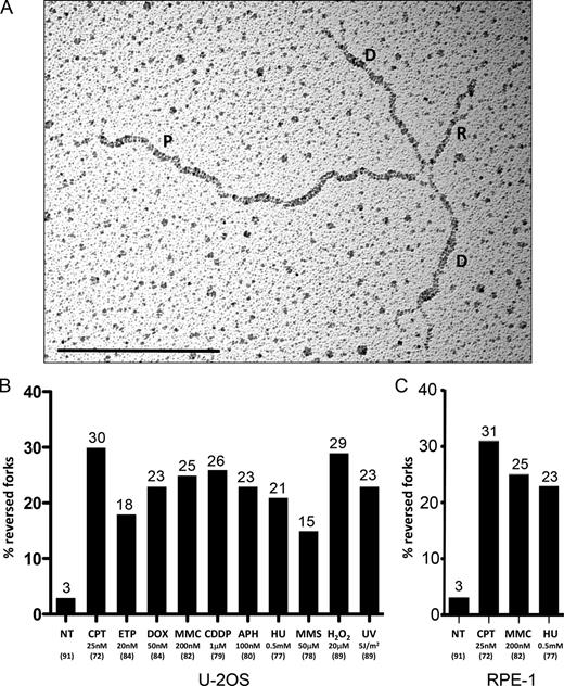Figure 3. All tested sources of genotoxic stress lead to frequent replication fork reversal. (A) Electron micrograph of a representative reversed replication fork from U2OS cells treated for 1 h with 20 nM ETP. P indicates the parental duplex, D indicates daughter duplexes, and R indicates the regressed arm. Bar, 0.5 kb. (B and C) Frequency of reversed replication forks in U2OS (B) or RPE-1 cells (C) either not treated (NT) or upon the indicated treatments (UV pulse or 1-h treatment). In brackets, the total number of analyzed molecules is given. Above each column, the percentage of reversed forks is indicated. Similar results were obtained in at least one independent experiment (see also Fig. S3 and Fig. 6 A).