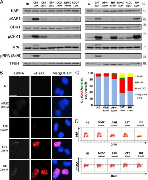 Figure 4. Differential ATR and ATM activation upon different genotoxic treatments, despite similar structural features of RIs. (A) Immunoblot for ATR (pCHK1) and ATM (pKAP1) activation and total DDR proteins (CHK1 and KAP1) in not treated (NT) U2OS cells and upon the indicated treatments (UV pulse or 1-h treatment). RPA32 (RPA) phosphorylation at S4/S8 indicates ATM/DNA-dependent protein kinase (DNA-PK) activation and is typically used as a DSB marker. Total RPA32 levels (and phosphorylation-associated mobility shift) are also displayed. 1 µM CPT treatment is used as positive control for full DDR activation. TFIIH is used as a loading control. (B) Native immunofluorescence staining for cells grown with 10 µM BrdU for 48 h and treated with the indicated drugs for 1 h. Red staining, γ-H2AX; green staining, BrdU (ssDNA); blue, DAPI. Bar, 15 µM. (C) Relative quantification of double-negative cells and cells positive for γ-H2AX, native BrdU staining (natBrdU), or both for the experiment in B. The data shown are from a single representative experiment out of three repeats, with n > 100. (D) Flow cytometry analysis of DNA synthesis (EdU), DNA content (DAPI), and DDR activation (γ-H2AX) in untreated U2OS cells and upon the indicated treatments. Dashed line indicates threshold for EdU incorporation and γ-H2AX positivity, respectively. See also Fig. S4 and Tables 1 and 2.