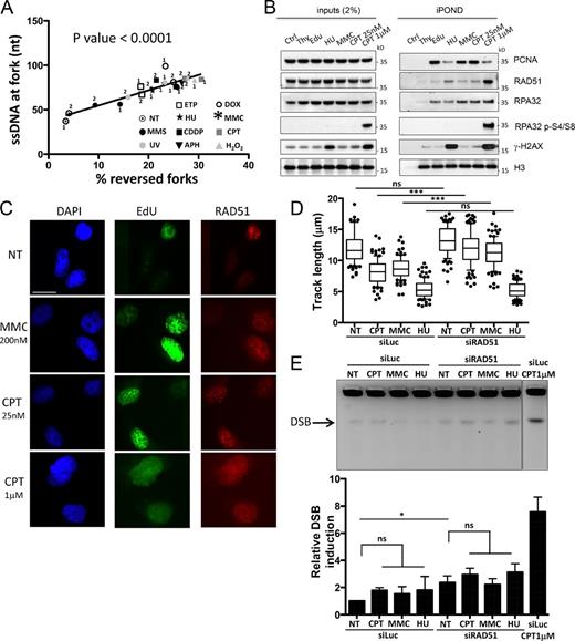 Figure 6. RAD51 is present at forks upon mild genotoxic stress and modulates fork progression and integrity. (A) Linear regression analysis shows strict direct correlation (P < 0.0001) between accumulation of ssDNA at the fork (median values of ssDNA regions at the junction) and frequency of fork reversal. Results from two independent experiments are displayed for untreated U2OS cells and for each genotoxic treatment. (B) HEK293T cells were EdU-labeled as indicated in Fig. S5 C and treated with sublethal doses of genotoxic drugs (0.5 mM HU, 200 nM MMC, or 25 nM CPT). Proteins and relative posttranslational modifications associated with replication forks were isolated by iPOND procedure and detected with the indicated antibodies. The thymidine (Thy; 10 µM) chase experiment is used to discriminate proteins associated with chromatin behind replicating forks. In the control (Ctrl) experiment, the click reaction is performed using DMSO instead of biotin azide. 1 µM CPT treatment is used as positive control to induce high replication stress and DSBs. (C) Immunofluorescence staining for U2OS cells grown on coverslips and treated with the indicated drugs for 1 h. Red staining, RAD51; green staining, EdU; blue, DAPI. Bar, 15 µM. (D) DNA fiber spreading. Statistical analysis of IdU replicated track length in U2OS cells, comparing not treated (NT) conditions with the indicated treatments. U2OS cells were transfected with siRNA against luciferase (siLuc) or RAD51 (siRAD51) 24 h before CldU or IdU labeling. At least 100 tracks were scored per sample. Horizontal lines represent the median value, and boxes and whiskers indicate 10–90th percentiles. Statistical analysis: one-way ANOVA; ns, not significant; ***, P ≤ 0.001. (E) PFGE analysis for DNA breakage detection in untreated U2OS cells and upon 1-h treatment with indicated doses of genotoxic treatments. U2OS cells were transfected with siRNA against luciferase or RAD51 24 h before treatments. 1 µM camptothecin (CPT) treatment is used as a positive control for DSB formation. The graph shows quantitative DSB induction from three independent experiments and includes average value and standard deviations (error bars). Statistical analysis: two-way ANOVA; ns, not significant; *, P ≤ 0.05.