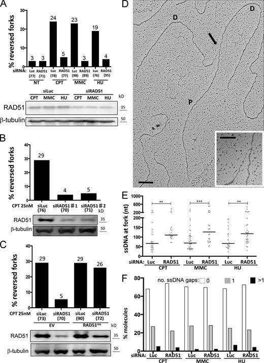 Figure 7. RAD51 is required to convert uncoupled forks into reversed forks in response to different genotoxic treatments. (A–C) Frequency of reversed replication forks detected by EM in U2OS cells. In A, U2OS cells were transfected with Luciferase siRNA (siLuc) or RAD51siRNA (siRAD51) 72 h before DNA extraction from untreated cells or cells treated with 25 nM CPT, 200 nM MMC, or 500 nM HU for 1 h. In B, U2OS cells were transfected with Luciferase or RAD51 siRNA 24 h before treatment with 25 nM CPT for 1 h. In C, U2OS cells containing an empty vector, and U2OS cells expressing exogenous RAD51 were transfected with Luciferase or RAD51 siRNA (against 3′ UTR region of RAD51) 24 h before treatment with 25 nM CPT for 1 h. In brackets, the total number of analyzed molecules is given. Above each column, the percentage of reversed forks is indicated. Similar results were obtained in at least one independent experiment. RAD51 levels after siRNA-mediated depletion were detected by immunoblotting. β-Tubulin is used as a loading control. EV, empty vector. (D) Electron micrograph of a representative replication fork with an extended ssDNA region at the junction (black arrow, magnified in the inset) upon RAD51 depletion and treatment with 25 nM CPT for 1 h. Bars: (main image) 0.5 kb; (inset) 0.2 kb. P indicates the parental duplex, and D indicates daughter duplexes. (E) Graphical distribution of ssDNA length at the junction (black arrow in C) in U2OS cells transfected with Luciferase siRNA and RAD51 siRNA and treated with 25 nM CPT, 200 nM MMC, and 500 nM HU for 1 h. The lines show the median length of the ssDNA region at the fork in the specific set of analyzed molecules. Statistical analysis t test according to Mann–Whitney, results are **, P ≤ 0.01; ***, P ≤ 0.001. Similar results were obtained in at least one independent experiment. (F) Frequency of replication forks with ssDNA gaps (Fig. 2 C and Fig. S2) in U2OS cells transfected with Luciferase or RAD51 siRNA 48 h before treatment with 25 nM CPT, 200 nM MMC, or 500 nM HU for 1 h. Similar results were obtained in at least one independent experiment. NT, not treated.