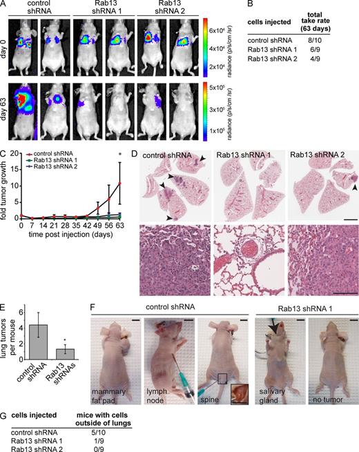 Figure 10. Rab13 knockdown reduces tumor growth and migration in vivo. (A) 1833TR cells stably expressing luciferase and either a control vector or shRNAs targeting Rab13 were injected into the tail veins of mice. The panel shows representative bioluminescence images of mice immediately after injection (day 0) and 63 d after injection. See Fig. S3 for all mice used in the study. (B) Tumor take rates of injected mice at day 63. (C) Total bioluminescence of luciferase-positive mice was quantified and normalized to day 0 (mean ± SEM from one independent experiment in which n = 9 for control mice and shRNA 2 and n = 8 for shRNA 1; two-way ANOVA with Tukey’s post-test; *, P < 0.05). (D) Representative hematoxylin and eosin staining of lung tissue collected from mice injected with control cells and Rab13 knockdown cells. Arrowheads indicate tumors. The bottom row corresponds to the areas indicated by the black boxes in the top row. Bars: (top row) 3 mm; (bottom row) 100 µm. (E) Quantification of tumor numbers in D (mean ± SEM from one independent experiment in which n = 10 and n = 18 for control and Rab13 shRNA, respectively; Student’s t test; *, P < 0.05). (F) Injected mice with visible tumors illustrate cell migration outside the lungs. A mouse with no detectable mass is shown for comparison. Bars, 1 cm. (G) The number of mice with a luciferase signal anywhere outside of the lung at day 63 was quantified.
