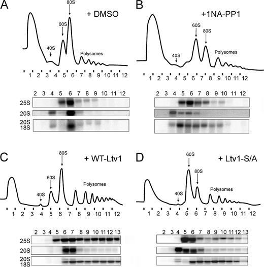 Figure 5. Inhibition of Hrr25 or phosphosite mutations of Ltv1 block subunit joining. (A and B) 10–50% sucrose gradients of cytoplasmic extracts from GAL::Hrr25;GAL::Fap7 cells transformed with a plasmid carrying Hrr25-I82G, grown in glucose for 16 h, and treated with DMSO vehicle (A) or 1NA-PP1 (B). The quality of the nucleo-cytoplasmic separation is shown in Fig. S5 C. (C and D) Sucrose gradients of cytoplasmic extracts from ΔLtv1;GAL::Fap7 cells transformed with a plasmid carrying WT-Ltv1 (C) or Ltv1-S/A (D), grown in glucose for 16 h. Absorbance profiles at 254 nm and Northern blots for rRNAs and precursors are shown.