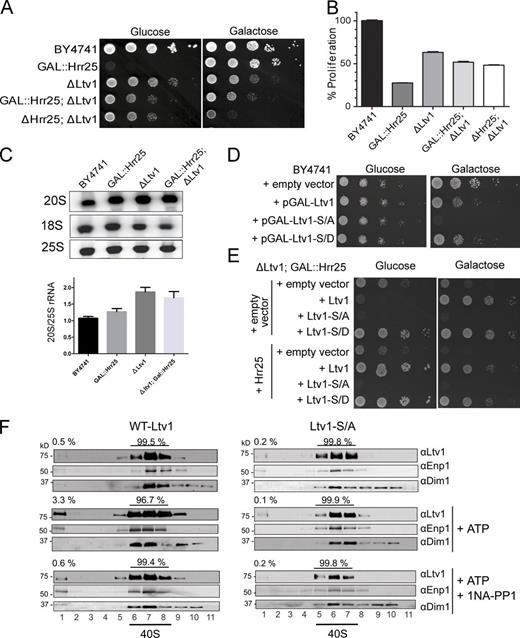 Figure 4. Ltv1 release is the essential function of Hrr25. (A) Growth of wild-type yeast (BY4741), and those with galactose-inducible/glucose-repressible Hrr25 (GAL::Hrr25) or lacking Ltv1 (ΔLtv1), and of double mutant GAL::Hrr25;ΔLtv1 and ΔHrr25;ΔLtv1 cells, was compared. Fig. S2 B has a close-up to compare colony size. (B) Growth rates of wild-type, GAL::Hrr25,ΔLtv1, and GAL::Hrr25;ΔLtv1 yeast cells, as determined by their doubling times in YPD. All measurements were done in triplicate, and error bars show the standard deviation of these data. (C) Northern blot analysis of the 18S rRNA precursor (20S) and 25S rRNA. The quantitation shown below the data is the mean and standard deviation from four independent experiments. (D) Dominant-negative effects from Ltv1-S/A. Wild-type yeast (BY4741) were transformed with plasmids encoding wild-type Ltv1, Ltv1-S/A, or Ltv1-S/D under a galactose-inducible promoter. Induction of Ltv1 is weakly dominant-negative for wild-type Ltv1 and Ltv1-S/D, and strongly dominant-negative for Ltv1-S/A. (E) Growth of GAL::Hrr25;ΔLtv1 cells carrying plasmids of wild-type or phosphomutant Ltv1, with and without Hrr25, is compared on glucose (no endogenous Hrr25) and galactose-containing (endogenous Hrr25) plates. (F) Alanine mutations in the Ltv1 phosphosite block Enp1/Ltv1 release in vitro. Shown are Western blots of gradient fractions from ΔLtv1;Rio2TAP ribosomes, purified from cells containing Hrr25_I82G, and reconstituted on the calmodulin beads with Enp1–Yar1–Rps3 and wild-type Ltv1 or Ltv1-S/A. The positions of 40S ribosomes and free proteins are indicated.
