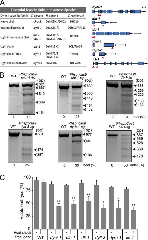 Figure 2. Conditional mutations in six embryonically essential dynein components. (A, left) The essential dynein subunits and known IFT–dynein components across species. (A, right) Gene models of dyci-1, dlc-1, dli-1, dylt-3, dyrb-1, and lis-1. Exons are in blue and red arrows indicate one or two sgRNA sequences targeting dynein components (Table S4). Bars, 300 bp. (B) Representative gels showing the results of T7EI assays. One target site generated two small fragments. (C) Embryonic lethality was determined by quantifying viable embryos after heat-shock treatment. n = 97–242; mean ± SE (error bars); *, P < 0.05; **, P < 0.01.