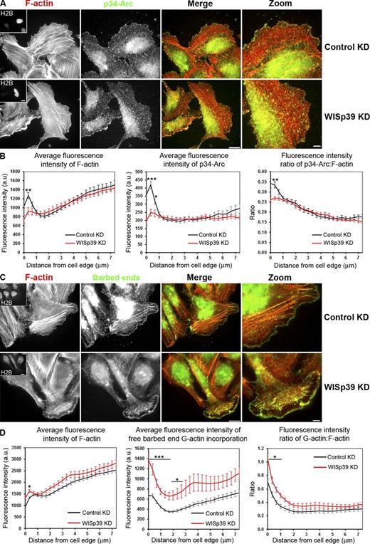 Figure 6. WISp39 KD decreases the localization of Arp2/3 complex and increases the generation of free barbed ends at the cell leading edge. (A) WISp39 KD decreases Arp2/3 complex localization at the cell leading edge. Immunolocalization of the Arp2/3 subunit p34-Arc and F-actin phalloidin staining in cells transfected for 48 h with control or WISp39 siRNA. U2OS cells were transfected with WISp39 siRNA in combination with a GFP plasmid expressing histone H2B to visualize transfected cells. After 48 h, the cells were fixed, and immunofluorescence images were acquired as described in Materials and methods. Insets in the first image show a cell expressing GFP-H2B, cotransfected with the siRNA. Magnified regions are shown in the right-most image. (B) Quantification of fluorescence intensity (±SEM) of F-actin, p34-Arc, and ratio of p34-Arc/F-actin in control and WISp39-depleted cells, measured from the cell edge (0) to the cell center (7 µm). Bands of constant distance to the cell edge were constructed, and individual fluorescence intensities were accumulated and averaged in each band to produce graphs of fluorescence intensities versus distance to the cell edge (Fig. S5). The data shown represent one experiment and are averaged from n ≥ 11 cells for each condition. Only cells with a spread morphology have been included. Student’s t test; *, P ≤ 0.05; **, P ≤ 0.01; ***, P ≤ 0.001 compared with control siRNA cells. The experiment was repeated three times, with similar results. (C) G-actin incorporation marking free barbed ends and F-actin phalloidin staining in cells transfected for 48 h with control or WISp39 siRNA. U2OS cells were transfected with WISp39 siRNA in combination with GFP plasmid expressing histone H2B for 48 h, and immunofluorescence localization of barbed ends was performed by live-cell microscopy. Insets in the first image show the expression of H2B, cotransfected with the siRNA. Magnified regions are shown in the right-most image. WISp39 depletion induces the formation of free barbed filament ends. (D) Quantification of fluorescence intensity of F-actin, free barbed ends, and the ratio of free barbed ends: F-actin in control and WISp39 KD cells, measured from the cell edge (distance = 0) to the cell center (7 µm). Quantitation was performed as in B. The data shown represent one experiment and are averaged from n ≥ 15 cells for each condition (±SEM). Only cells with a spread morphology have been included. Student’s t test; *, P ≤ 0.05; ***, P ≤ 0.001 compared with control siRNA cells. The experiment was repeated four times, with similar results. The mean fluorescent F-actin intensity is elevated slightly relative to B, and this variation may arise because the analysis in B was performed on fixed cells. a.u., arbitrary unit. Bars: (left images and insets) 15 µm; (zoom images) 5 µm.