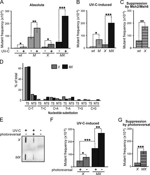 Figure 2. Msh2/Msh6 acts independently of NER to suppress the mutagenicity of photolesions. (A) Frequencies of mutants at the genomic Hprt gene in isogenic WT, Msh6−/− (M), Xpa−/− (X), and Msh6−/−Xpa−/− (MX, line 4) ES cells after mock or low-dose UVC (0.75 J/m2), treatment. Bars represent averages of at least three independent experiments. See Fig. S1 for results using an independently derived Msh6−/−Xpa−/− ES cell line (line 30). (B) UVC-induced mutant frequencies in isogenic ES cell lines, derived from data in A. (C) Msh2/Msh6-dependent suppression of UVC-induced mutagenesis in NER-proficient (WT) and in NER-deficient (X) backgrounds. Frequencies were derived by subtraction of induced mutant frequencies in Msh6-proficient cells from those in Msh6-deficient cells (B) in each individual experiment, followed by averaging. (D) Relative frequencies of UVC (0.75 J/m2)-induced nucleotide substitutions at dipyrimidines in Xpa−/− (X) and Msh6−/−Xpa−/− (MX) ES cells, derived from Table S1. TS, dipyrimidine (photolesion site) located at the transcribed DNA strand; NTS, dipyrimidine at the nontranscribed DNA strand. (E) Slot blot illustrating photoreversal of the majority of CPD in UVC-treated (0.75 J/m2) ES cell lines. (F) UVC (0.75 J/m2)-induced mutant frequencies in Xpa−/− (X) and in Msh6−/−Xpa−/− (MX) ES cells, with or without CPD photoreversal. All frequencies were corrected for spontaneous mutant frequencies. Bars represent averages of three independent experiments. (G) Effect of CPD photoreversal on UVC-induced mutant frequencies in Xpa−/− (X) and in Msh6−/−Xpa−/− (MX) cells. Frequencies were calculated by subtraction of induced mutant frequencies in Msh6-proficient cells from those in Msh6-deficient cells (F) in each individual experiment, followed by averaging.