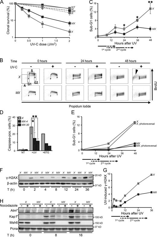 Figure 5. Msh2/Msh6-dependent delayed apoptotic responses to UVC. (A) Clonal survival of ES cell lines used in this study in response to UVC. M, Msh6−/−; X, Xpa−/−; MX, Msh6−/−Xpa−/− line 4; R, Rev1B/B; MR, Msh6−/−Rev1B/B. Lines represent averages from three independent experiments. (B) Bivariate cytometry of cell cycle progression in isogenic ES cell lines after exposure to 0.75 J/m2 UVC or mock treatment, followed by pulse labeling with BrdU, at later time points. Cells were analyzed for DNA content (propidium iodide staining) and for cell cycle progression (BrdU staining). A, sub-G1 fraction; G1, G1 phase; S, early S phase; G2, late S/G2/M phase. Arrowhead, late-appearing sub-G1 population. See Fig. S4 for an independent experiment. X, Xpa−/−; MX, Msh6−/−Xpa−/− line 4. 10,000 cells were analyzed per data point. (C) Quantification of sub-G1 fractions (fractions A; Fig. 5 B). The progression of cells to the second cell cycle after treatment is deduced from the dilution of the BrdU signal (see also Figs. S2 and S4). X, Xpa−/−; MX, Msh6−/−Xpa−/− line 4. Lines represent averages from three independent experiments. (D) Identification of apoptotic cells by staining for activated caspases. Two independent Msh6−/−Xpa−/− ES cell lines (4 and 30) were tested. 6-thioguanine (6TG) was used as a positive control for the induction of delayed apoptosis by canonical MMR (Mojas et al., 2007). X, Xpa−/−; MX-4 and MX-30, Msh6−/−Xpa−/− lines 4 and 30, respectively. One experiment is shown from three independent experiments. (E) UVC (0.75 J/m2)-induced apoptosis is not mitigated by photoreversal of CPD. X, Xpa−/−; MX, Msh6−/−Xpa−/− line 4. One representative experiment is shown from three independent experiments. (F) Immunoblot displaying γ-H2AX levels in adherent cells upon UVC treatment (0.75 J/m2). β-actin, internal standard. X, Xpa−/−; MX, Msh6−/−Xpa−/− line 4. One representative experiment is shown from three independent experiments. G. Quantification of the Immunoblot depicted in Fig. 5F. The signals for γ-H2AX were normalized with respect to the corresponding signals for β-actin. X, Xpa−/−; MX, Msh6−/−Xpa−/− line 4. H. Msh2/Msh6-dependent induction of the dsDNA breaks markers phospho-Atm and phospho-Kap1 during the second cell cycle after low-dose (0.75 J/m2) UVC treatment. PCNA, internal standard. X, Xpa−/−; MX, Msh6−/−Xpa−/− line 4. One representative experiment is shown from three independent experiments.