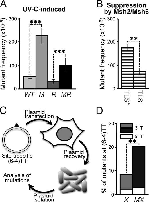 Figure 6. Epistasis of mutagenic TLS and Msh2/Msh6. (A) UVC (2 J/m2)-induced mutant frequencies in isogenic WT, Msh6−/− (M), Rev1B/B (R), and Msh6−/−Rev1B/B (MR) ES cells. Bars represent averages from three independent experiments. (B) Msh2/Msh6-dependent suppression of UVC-induced mutant frequencies in Rev1-proficient (TLS+) and Rev1B/B (TLS−) ES cells, derived from A. Frequencies were calculated by subtraction of induced mutant frequencies in Rev1B/B cells from those in Rev1B/BMsh6−/− cells in each individual experiment, followed by averaging. (C) In vivo assay to quantify mutagenic TLS at a site-specific (6–4)TT (triangle) on a transfected replicating plasmid. (D) Mutant frequencies at the 5′ and the 3′ thymidines of a site-specific (6–4)TT in NER-deficient (Xpc−/−) mouse embryonic fibroblast lines in the presence (X) or absence (MX) of Msh2/Msh6. Bars represent averages from two experiments (see Fig. S5).