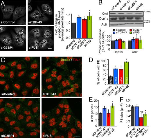 Figure 3. Increased mRNA correlates with alterations in PBs in basal conditions. (A–F) HeLa cells were transfected with the indicated siRNAs for 72 h. (A) Polyadenylated mRNA was visualized via FISH with an oligo(dT) probe. Total cellular fluorescence was quantified from at least 10 cells per experiment from ≥3 experiments (35 cells per sample in total). Bar, 10 µm. (B) Whole cell lysates were examined by immunoblotting for PB proteins Dcp1a and Xrn-1. Bands were quantified via densitometry and normalized to Actin. (C–F) Unstressed HeLa cells were labeled for Dcp1a (to visualize PBs) and TIA-1 (to visualize the nucleus). These data are extracted from the kinetics presented in Fig. S2 C. (C) Representative images of ≥3 experiments. Bar, 25 µm. (D) Percentage of cells with PBs in basal conditions. (E) Quantification of the number of individual PBs per cell. (F) Quantification of individual PB size. In all cases, the means ± SEM (error bars) of three independent experiments are plotted. *, P < 0.05.