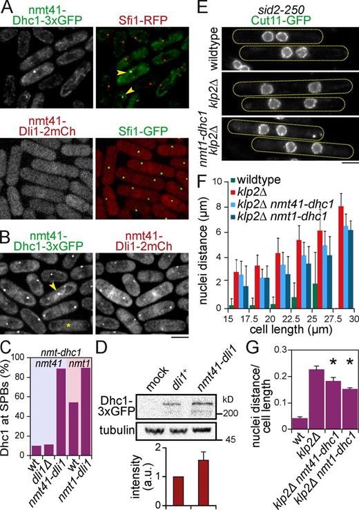 Figure 5. Dynein promotes nuclear clustering in the klp2Δ sid2-250 mutant. (A) Ectopic expression of Dhc1-3×GFP or Dli1-2×mCherry from the nmt41 promoter in vegetative cells coexpressing Sfi1-RFP or -GFP that were exponentially grown 72 h in minimal medium without thiamine. Arrowheads indicate colocalization of Dhc1 with SPB marker Sfi1. (B) Colocalization of Dhc1-3×GFP and Dli1-2×mCherry at SPBs, when coexpressed from the nmt41 promoter. Asterisk labels mitotic cell, in which Dhc1 is absent from SPBs. Arrowhead highlights punctuate localization of Dhc1 at cell division site. (C) Percentage of cells, in which Dhc1-3×GFP expressed from the nmt41 (shaded in blue) or nmt1 promoter (red) is detected at SPBs. Strains with the indicated genotypes were tested. (n ≥ 300 cells, from a single experiment.) (D, top) Western blot of total extracts prepared from dli1Δ or nmt41-dli1-2×mCherry strains expressing nmt41-Dhc1-3×GFP. Western blot was probed with anti-GFP or TAT1 antibodies (tubulin as a loading control). (bottom) Relative amounts of Dhc1 normalized to dli1+. Bars represent means from three independent experiments. a.u., arbitrary unit. (E) sid2-250 and klp2Δ sid2-250 cells expressing Cut11-GFP to visualize nuclei were exponentially grown in minimal medium without thiamine at 25°C and then shifted to 36°C for 4 h to inactive Sid2. Dhc1-3×GFP was expressed from nmt41 or nmt1 promoter (only nmt1 shown) together with nmt41-Dli1-2×mCherry. Dotted lines represent outlines of cells. Cells were observed after fixation with −20°C methanol. Bar graphs show the means and SD of the means of the three replicate experiments with ≥73 cells per replicate. (F) Mean distances between nuclei were plotted against cell length (Fig. S5, D and E) categorized into 2.5-µm intervals (n ≥ 100 cells). (G) Ratio of mean nuclei distance/mean cell length in cells ranging from 20 to 30 µm (n ≥ 73 cells). Mean values for wild type (0.04 ± 0.01, distance = 0.93 ± 0.15 µm, length = 23.02 ± 0.2 µm), klp2Δ (0.23 ± 0.01, distance = 5.64 ± 0.43 µm, length = 24.84 ± 0.43 µm), klp2Δ nmt41-dhc1 nmt41-dli1 (0.18 ± 0.01, distance = 4.65 ± 0.53 µm, length = 25.47 ± 0.9 µm), and klp2Δ nmt1-dhc1 nmt41-dli1 (0.15 ± 0.004, distance = 3.59 ± 0.14 µm, length = 23.6 ± 0.24 µm; *, P < 0.05 to klp2Δ). Bars represent means from three independent experiments. Error bars: SD. wt, wild type. Bars, 5 µm.