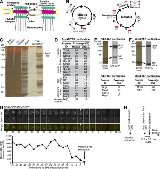 Figure 1. Identification of Ndj1 as an SPB-associated protein. (A) Schematic diagram showing a pair of side-by-side SPBs during yeast meiosis. ONM, outer nuclear membrane; INM, inner nuclear membrane; OP, outer plaque; CP, central plaque; IP, inner plaque. (B) Comparison of SPB dynamics in vegetative and meiotic yeast cells. (C) A silver-staining gel showing the enrichment of SPB components after affinity purification of Spc97-TAP. Strain HY3674 was used. (D) List of SPB proteins identified by protein mass spectrometry of Spc97-TAP samples. Note that Ndj1 is meiosis specific. The extended list of peptides recovered by mass spectrometry of Spc97-TAP samples is available in Fig. S1. (E and F) Protein affinity purification of Ndj1-TAP (HY3813) and Mps3-TAP (HY3848) from meiotic yeast cells. Arrows point to the same protein bands identified by silver staining (left) and immunoblotting (right). Anti-GFP antibody was used to probe Mps3-GFP, and anti-HA antibody was used to probe Ndj1-3HA. Both antibodies also recognize Ndj1-TAP and Mps3-TAP. Representative proteins identified by protein mass spectrometry are listed in the tables below. (G) Localization of Ndj1 during meiosis. Yeast cells (HY3859) were induced to undergo meiosis, and time-lapse fluorescence microscopy was performed to localize Ndj1-GFP (green) and Spc42-RFP (red). Projected images of eight z sections are shown. Time zero is defined as the point of SPB separation. Arrows point to the Ndj1-GFP focus at the SPB. The graph below shows the relative intensity of the Ndj1-GFP focus at the SPB before SPB separation. The representative cell shown is from a single time-lapse experiment (n > 50). The SPB area was defined by the Spc42-RFP signal. Bar, 2 µm. (H) A timeline of Ndj1 localization, disassociation, and SPB separation during meiosis I. Duration of Ndj1 localization at SPB is not drawn to scale.