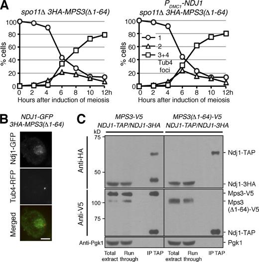 Figure 7. Mps3 is the target of Ndj1 at the SPB during yeast meiosis. (A) Removal of the N terminus of Mps3 abolishes the Ndj1 activity at the SPB. Yeast cells (HY4864 and HY4865) were induced to undergo synchronous meiosis, and SPB separation was determined using fluorescence microscopy. Tub4-RFP was used as the SPB marker as in Fig. 3 B. The graphs shown are from a representative time-lapse experiment out of three repeats. (B) Localization of Ndj1 to SPB depends on the N terminus of Mps3 during yeast meiosis. Strain HY4865 was used. Ndj1-GFP, green; Tub4-RFP, red. Quantification of Ndj1 localization to SPB is shown in Fig. S2 C. Bar, 2 µm. (C) Ndj1 binds to the N terminus of Mps3. Yeast strains MPS3-V5/MPS3-V5 NDJ1-TAP/NDJ1-TAP (HY4393) and MPS3(Δ1-64)-V5/MPS3(Δ1-64)-V5 NDJ1-TAP/NDJ1-3HA (HY4412) were induced to undergo synchronous meiosis. Cells were collected 4.5 h after meiosis and prepared for TAP affinity purification. Note that Ndj1-3HA is copurified with Ndj1-TAP only in the presence of the full length of Mps3. The level of Pgk1 serves as a negative control.
