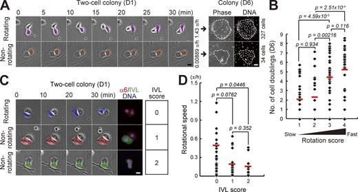Figure 1. Rotational speed of two-cell colonies of keratinocytes is positively correlated with their proliferative capacity. (A, left) Motion of paired human epidermal keratinocytes. (right) Clonal growth of two-cell colonies was traced and proliferative capacity was evaluated by counting cell number in the colony after 6 d of cultivation with Hoechst 33325. Bars, 20 µm. (B) Correlation between rotational speed in the two-cell colony stage (D1) and proliferative capacity (number of cell doublings) after 6 d of cultivation. Two-cell colonies were categorized in four groups depending on rotational speed: rotation score 1 (<0.125 π/h), rotation score 2 (≥0.125 π/h and <0.25 π/h), rotation score 3 (≥0.25 π/h and <0.5 π/h), and rotation score 4 (≥0.5 π/h). The data shown (n = 126 colonies) were obtained from nine independent experiments. P-value was calculated by Mann-Whitney nonparametric U test. Full set of data is shown in Fig. S1 A. (C) Rotational motion and expression of IVL in two-cell colonies of keratinocytes. IVL expression was categorized in three groups depending on the number of IVL-expressing cells: IVL score 0, no cells; IVL score 1, single cell; and IVL score 2, two cells. Bar, 20 µm. (D) Frequency of two-cell colonies of keratinocytes with each rotation and IVL scores. The data shown (n = 63 colonies) were obtained from triplicate experiments. P-value was calculated by Mann-Whitney nonparametric U test.
