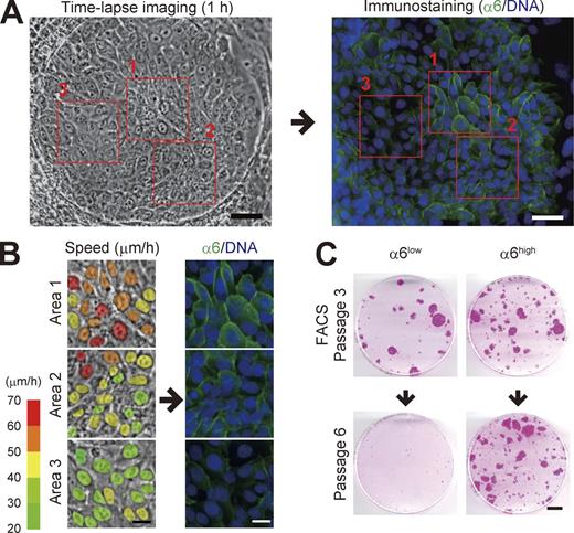 Figure 4. Expression of α6 integrin is associated with both locomotive and proliferative capacities. (A) Serial images of a progressive growing colony were collected for 60 min, and then the colony was immediately fixed and stained with an antibody against α6 integrin (17D11). Bars, 50 µm. (B) Magnification of the area outlined by the red boxes in A. The colors in the left column indicate the locomotion speed (µm/h) of each cell in the colony. Bars, 20 µm. (C) Colony-forming efficiency of α6high and α6low keratinocyte population after serial cultivation. For more detail, see Fig. S3 F. Bar, 10 mm.