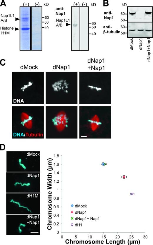 Figure 1. Nap1 binds linker histone H1M in Xenopus egg extracts and is required for normal chromosome condensation. (A) Coomassie-stained gel and Western blot of pull-down with recombinant Strep/His-tagged H1M protein (+) or Strep/His tag alone (−) from Xenopus egg extract. The two bands at 56 and 60 kD were recognized by a Nap1 antibody and identified by 1D liquid chromatography–tandem mass spectrometry as Nap1L1A and Nap1L1B (NCBI reference sequences NP_001082010 and NP_001080547). (B) Western blot of mock-depleted extract (dMock), Nap1-depleted extract (dNap1), and Nap1-depleted extract supplemented with 1 µM recombinant Nap1 (dNap1+ Nap1). β-Tubulin is shown as a loading control. (C) Fluorescence micrographs of spindles and mitotic chromosomes in mock-depleted extract, Nap1-depleted extract, and Nap1-depleted extract supplemented with 1 µM recombinant Nap1. (D) Individual mitotic chromosome dimensions in mock-depleted (dMock), Nap1-depleted (dNap1), H1M-depleted (dH1M) and Nap1-depleted extracts supplemented with 1 µM recombinant Nap1. Photographs on the left show representative images. Images were thresholded, and mean fiber lengths and widths were plotted. n ≥ 80 chromosomes from nine extracts in each condition; error bars are ± SEM, P < 0.001 from unpaired t test for length and breadth between dMock and dNap1, also between dNap1 and dNap1 + Nap1. SDs of chromosome lengths in each condition (µm): dMock = 7.37, dNap1 = 7.98, dNap1 + Nap1 = 6.52, and dH1 = 6.48. SDs of chromosome width in each condition (µm): dMock = 0.35, dNap1 = 0.31, dNap1 + Nap1 = 0.36, and dH1 = 0.23. The distribution of chromosome dimensions is also shown in histograms (Fig. S1, A and B). Bars, 10 µm.
