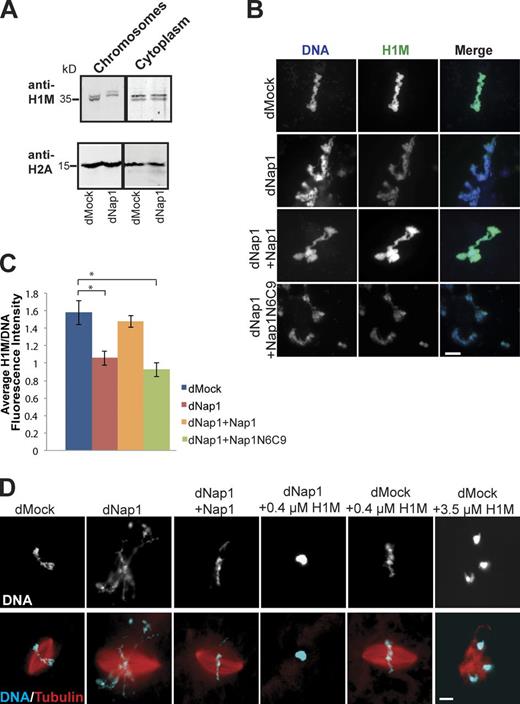 Figure 2. Nap1 is required for H1M-mediated chromosome condensation. (A) Representative Western blot of pelleted chromosomes (left) and cytoplasm (right) from mock- or Nap1-depleted egg extracts probed with antibodies to H1M and histone H2A. Levels of chromatin-bound H2A decreased by a mean of 0.8 ± 0.4% (mean ± SD) in Nap1-depleted extracts, whereas chromatin-bound H1M decreased by a mean of 48.6 ± 4.8%. Levels of H1M in Nap1-depleted cytoplasm decreased by 3.5 ± 1.2%, and levels of H2A decreased by 1.6 ± 0.2% on average. Quantification is shown in Fig. S1 C. (B) Immunofluorescence of mitotic chromosomes sedimented onto coverslips and stained for H1M. (C) Quantification of H1M/DNA fluorescence intensity on structures in B. Means ± SEM. Fluorescence intensity in each condition was background subtracted and normalized to H1-depleted extracts (see Materials and methods). n ≥ 50 structures were evaluated per condition in three separate extracts. *, P < 0.001 from unpaired t test comparing mock-depleted and Nap1-depleted extracts as well as comparing mock-depleted and Nap1-depleted/supplemented with Nap1N6C9. (D) Representative fluorescence micrographs of spindle assembly reactions in mock- or Nap1-depleted extracts supplemented with different concentrations of recombinant H1M. In the dNap1 + H1 condition, >99% of Hoechst-stained structures were hypercompacted chromatin masses with little or no microtubule polymerization around them. Bars, 10 µm.