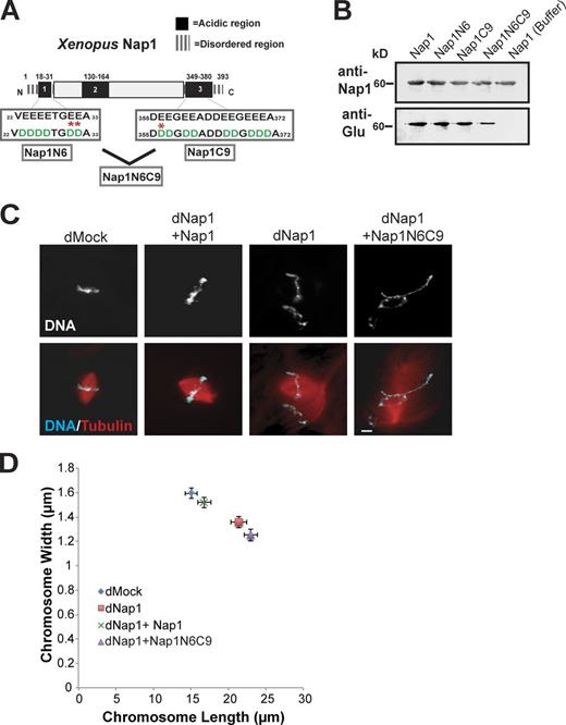 Figure 3. Glutamylation of Nap1 is required for mitotic chromosome condensation. (A) Schematic of the 393–amino acid Xenopus Nap1 protein, including three high-confidence glutamylation sites identified by 1D liquid chromatography–tandem mass spectrometry, marked with asterisks. Sites identified were N-terminal glutamate residues 30 and 31 as well as C-terminal residue 357. Three Nap1 mutants were created to reduce glutamylation by mutating indicated glutamic acid residues in the disordered N and C termini to aspartic acids. Nap1N6 = six glutamic acid residues mutated in the N terminus only. Nap1C9 = nine residues mutated in the C terminus only. Nap1 N6C9 = six N-terminal and nine C-terminal residues mutated together. Mutated sites are indicated in green. (B) Western blot of recombinant wild-type or mutant Nap1 proteins isolated from egg extracts and probed with antibodies that recognize polyglutamylated tubulin (anti-Glu). Nap1N6C9 displayed markedly reduced glutamylation in egg extracts with a 85 ± 3.8% decrease in band intensity (mean percentage ± SD, P = 0.005 from unpaired t test), whereas Nap1N6 and Nap1C9 were decreased by 19 ± 4.4% and 32 ± 5.1%, respectively. Recombinant wild-type Nap1 was pulled down in buffer as a negative control. (C) The Nap1 N6C9 mutant fails to rescue chromosome defects in Nap1-depleted egg extracts. Bar, 10 µm. (D) Chromosome length and width measurements were collected as in Fig. 2 A and averaged for each condition. n ≥ 60 chromosomes from five separate extracts. Error bars are ± SEM. P < 0.005 from unpaired t test comparing mock- and Nap1-depleted extracts as well as mock- and Nap1-depleted/supplemented with Nap1N6C9. SDs of chromosome lengths in each condition (µm): dMock = 6.0, dNap1 = 8.2, dNap1 + Nap1 = 6.9, and dNap1 + Nap1N6C9 = 6.9. SDs of chromosome width in each condition (µm): dMock = 0.34, dNap1 = 0.36, dNap1 + Nap1 = 0.34, and dNap1 + Nap1N6C9 = 0.38. The distribution of chromosome dimensions is also shown in histograms (Fig. S3, A and B).