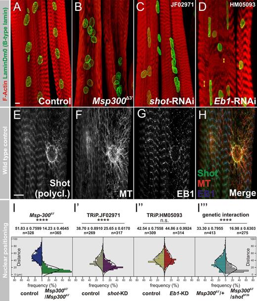 Figure 1. Shot and EB1 are essential to maintain myonuclear morphology. (A–D) Larval muscles labeled with phalloidin (red) and laminDm0 (green) in control (A), Msp300Δ3′ (B), muscle-specific knockdown of shot (C) or Eb1 (D) using Mef2-Gal4 driver; maximal projections are shown. (E–H) Single optical sections of larval muscles triple-labeled with anti-Shot (E and H, green), anti–α-tubulin (F and H, red), and anti-EB1 (G and H). Bars, 10 µm. Yellow arrowheads indicate aberrant distance between Z-bands (see also Fig. S1 B). (I–I‴) Measurements of internuclear distances in Msp300Δ3′ (green versus control in blue), shot-KD (violet versus control in beige), Eb1-KD (red versus control in yellow), and Msp300Δ3/shotSF20 trans-heterozygotes (gray versus control Msp300Δ3/CyO heterozygotes in green) are given.