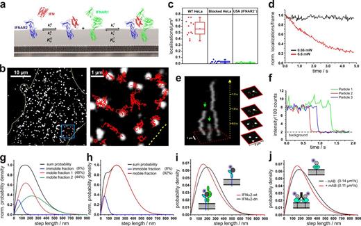 Figure 1. Single-molecule localization and tracking of DY647IFN binding to endogenous cell surface IFNAR. (a) Ligand-induced assembly of a dynamic ternary complex. The effective ligand binding affinity to the cell surface receptor depends on the dynamic equilibrium between the binary and ternary complex. (b) Live-cell IFNα2 binding assay by single-molecule imaging on HeLa. (b, left) A fluorescence image showing individual DY647IFNα2-wt bound to the cell surface receptor. (b, right) Trajectories of IFNα2-wt molecules from the boxed region. The boundaries of the cell are indicated by a yellow dotted line. (c) Density of DY647IFNα2-wt molecules localized on the surface of individual HeLa cells imaged in the presence of 2 nM DY647IFNα2-wt. For comparison, the density of DY647IFNα2-wt molecules on HeLa cells blocked with unlabeled IFNα2-wt is shown in addition to IFNAR2-deficient U5A cells. Data distribution of the second and third quartile (box), median (line), mean (closed square), and whiskers (1.5× interquartile range) is shown. (d) Normalized bleaching of DY647IFNα2-wt (>150 particles at t = 0) bound to endogenous receptors on HeLa at standard conditions and 10-fold increased laser power. Representative curves are shown for at least five experiments. (e) Single-step bleaching of labeled IFNs depicted as a 3D kymograph. Bleaching events are indicated by green arrows. (f) Single-step bleaching events of three individually labeled IFNs (representative curves for >100 bleached particles). (g) Diffusion properties of cell-bound DY647IFNα2-wt presented as the step length distribution for a time lapse of 160 ms (5 frames, black curve), which was obtained by fitting the step length histogram by considering three components corresponding to an immobile as well as a slow and a fast mobile fraction (Fig. S1). (h) Diffusion properties of cell-bound DY647IFNα2-dn and fit according to a two-component model. (i) Comparison of the step-length histogram for DY647IFNα2-wt and DY647IFNα2-dn. The data shown in g–i are pooled from at least two independent experiments, each with >650 analyzed trajectories (≥15 steps) per IFN mutant. (j) Changes in mobility of a model transmembrane protein dimerized by a monoclonal antibody. The data shown are pooled from eight independent experiments with >400 analyzed trajectories for each experiment (≥15 steps).
