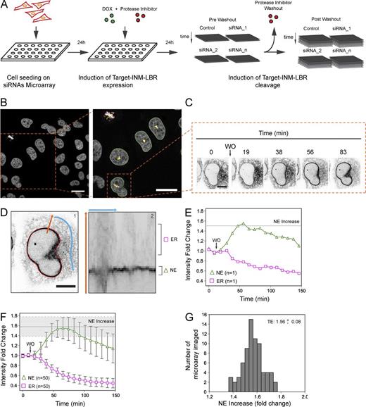 Figure 2. Target-INM-LBR–based screening pipeline. (A) Schematic representation of screening workflow. Each siRNA microarray was generated by siRNA spotting as described in Erfle et al. (2008). Cells were seeded on the microarray and, after 24 h, Target-INM-LBR expression is induced by adding Doxycycline (1 µg/ml) together with the protease inhibitor BILN2061 (2 µM). After an additional 24 h, i.e., 48 h of siRNA treatment, imaging is started. Each siRNA position is imaged before and after inhibitor washout for in total 2.5 h. (B) Representative field of view of images acquired in the screening setup showing H2B-mCherry signal. The zoomed inset shows segmentation, tracking, and cell classification of interphase (green) and mitotic (red) cells based on CellCognition software. Bars, 25 µm. (C) Example of a single interphase cell trajectory. The images show translocation of the reporter to the INM after inhibitor washout. Bar, 10 µm. (D) Image analysis workflow. (1, left) The boundary of the segmented H2b-mCherry signal (red line) seeds a domain in the nucleus-to-ER direction (orange arrow) around the surface of the nucleus (blue arrow). Bar, 10 µm. (2, right) This domain is unfolded along the blue arrow, and the regions for measuring NE (green triangle) and ER intensities (magenta rectangle) are determined (see also Fig. S2 A). (E) Quantification of a single cell trajectory. The plot shows intensity fold change of the NE and ER normalized to the mean of the first two pre-washout time points. Gray line is the NE increase (fold change) defined as the mean of the NE’s three highest consecutive values. (F) Quantification of control siRNA NE and ER fold changes in a single replicate of the screening (time points are mean ± SD). The gray line is the replicate mean NE increase (fold change; region within SD is indicated by the gray area). (G) Distribution of mean NE increase (fold change) of control siRNA across all the microarrays imaged (n = 73).