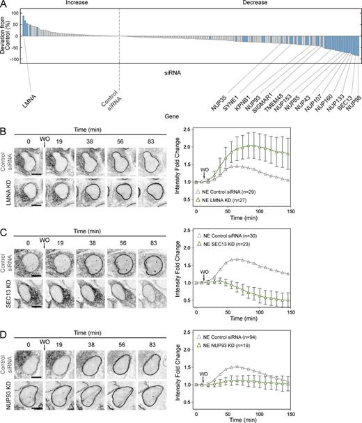Figure 3. Screening hits. (A) siRNAs ranking based on the mean deviation of the NE increase (fold change) from control siRNA. Blue bars indicate siRNAs that deviate from control siRNA with statistical significance in at least two replicates. siRNAs on the left of control siRNA show an increase, whereas those on the right show a decrease of NE increase (fold change) with respect to control siRNA. Labels indicate hit genes for which both siRNAs show a reproducible effect. The lines are pointing to the siRNA that shows the stronger effect. (B–D) Representative single cell trajectory images for the three main phenotypic classes: LMNA KD (B), SEC13 KD (C), and NUP93 KD (D) cells. Bars, 10 µm. The plots show NE fold change for the control siRNA (gray triangle) and for the indicated gene KD (green triangle). Error bars for the genes KD show the SD of the mean. KD efficiency is shown in Fig. S2 B.