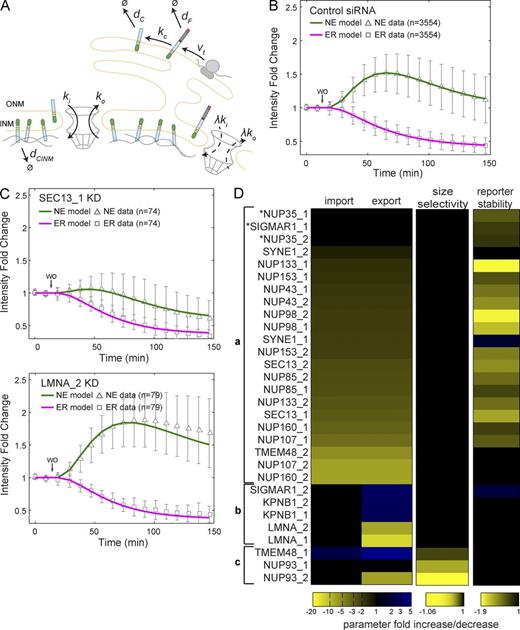 Figure 4. Model for nuclear translocation of INM proteins. (A) Schematic representation of the mathematical model. The model has two compartments, the ER and the INM, with the membrane area ratio α = AER/ANE. The model accounts for translation (vt), degradation of the reporter construct (dC, dCINM, and dF), and the cleavage of the ER retention domain (kc). The translocation of the reporter to the INM is set by the import and export rate constants (ki and ko, respectively). The uncleaved protein can be transported with reduced rates set by λ. (B) The reference parameter set is obtained by fitting the model (solid lines) to all cell trajectories for control siRNA from 73 microarrays (symbols). Error bars are the SD of the mean. For estimated parameters, see Table S1. (C) Example fits for SEC13 KD and LMNA KD. Error bars for the genes KD show the SD of the mean. For estimated parameters, see Table S1. (D) Parameter fold changes with respect to the reference set for each of the two siRNAs of the 15 hit genes. Cells from each siRNA replicate have been pooled. The cleaved reporter stability is defined by 1/dC, the size selectivity is 1 − λ. For three siRNAs (asterisks) a fit to the data could also be obtained by varying the reporter stability of the cleaved form only.