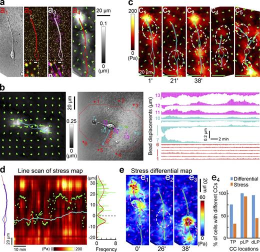Figure 1. Three CCs identified by TFM. (a) Steps in determining microbead displacements around a GC. a1, image of a GC. a2, superimposed image of fluorescent beads before (red) and after (green) osmotic lysis of the cell. Insets show the boxed regions at a higher resolution (bars, 1 μm). Solid traces, cell outline. a3, discrete displacement vectors, with arrow length and arrowheads representing displacement magnitude and direction, respectively. a4, continuous displacement field map (coded in grayscale) obtained by interpolation of discrete displacement vectors in a3, marked by regularly spaced vectors. (b) Displacement of the bead at different distances from the GC. (b, left) Displacement map. (b, middle) Beads close to (cyan and purple asterisks, <30 µm) and distant from (red asterisks, ≥30 µm) the neuron. Green arrow, direction of soma translocation. Broken line, points ≥30 µm away. (b, right) Changes of displacements with time for beads at different distances. No displacement was observed for distant beads (red). (c) Stress maps of substrates. c1–c3, stress maps computed from the continuous displacement field maps at different times for the same GC shown in a, and three distinct CCs (white circles) were observed at three different times. c1, stress map at t = 1 min (the same time as in a). c2, t = 21 min. c3, t = 38 min. c4, stress map caused by another GC showing two coexisting CCs. c5, each bifurcating process generated its own CC. (d) CC locations identified by a stress map generated by the same typical GC shown in a. (d, left) Outline (blue) and axis (red) of the GC. (d, middle) Dynamics of the stress along the axis of the migratory GC at different distances from the tip of the TP over a 60-min period, obtained from the stress map similar to that shown in c1. Line bins, 21 s. The location of the CCs (marked by green dots), determined as the site of the maximal absolute value of the angular difference between stress vectors of adjacent pixels (see Materials and methods). Cyan line, soma center. (d, right) Frequency distribution of CCs observed at different distances away from the soma during the observation period for the cell shown on the left. Red curve, best fit with a multi-peak Gaussian function (R = 0.61). Broken black line, soma center. Additionally, 18 more cases are shown in Fig. S2 and a total number of 72 GCs are summarized in e4. (e) CC locations identified by a stress differential map. e1–e3, changes in the stress (“stress differential,” ΔF over Δt = 21 s) at three different time points (t = 0, 26, and 38 min) for the same cell as in a, with ΔF color-coded. Note that three different CCs were identified (broken lines) as regions with convergent stress differential vectors. e4, percentage of cells showing CCs at three different locations. dLP, distal end of LP; pLP, proximal end of LP; TP, trailing process. Histograms, data from all 72 GCs, each for an ∼40-min observation period, with the CC location determined by stress map (orange) and stress differential map (blue).