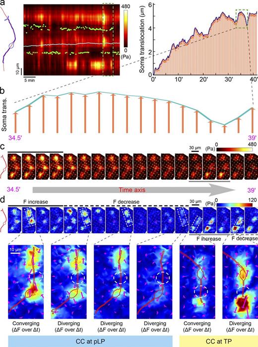 Figure 3. Temporal correlation between fluctuations in CC activity and soma translocation. (a) Line scan of the stress along the typical GC axis (left) and soma translocation (right) with time for the same migrating GC. Green dot, location of the dominant CC; cyan line, soma center. Additionally, four more cases were shown in Fig. S3, and a total number of 28 migrating GCs were summarized in Fig. 2 e. (b) Soma displacements during the boxed period in a. (c) Stress during the period marked by the box in a. Black line, period of forward soma translocation, when the contractile activity of the CC at LP was higher; gray line, rearward soma translocation when the contractile activity of the CC at the TP was higher. (d) Stress differential representing the change in the stress (ΔF over Δt = 15 s) for the same period as in c. Boxed areas are shown at a higher spatial resolution below. White circles, the region with the highest change in the direction of stress differential, indicating CC location. Note the increase and decrease of stress differential (ΔF over 15 s) at a dominant CC at pLP, followed by another dominant CC at TP. Red lines, cell outline.