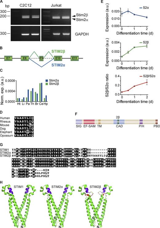 Figure 1. STIM2β is a novel, widely expressed STIM2 splice isoform. (A, top) cDNA from Jurkat and C2C12 cells was amplified using primers targeting the CAD domain of STIM2. The topmost band represents the STIM2β splice isoform. (bottom) Primers targeting GAPDH were used as a positive control. (B) Partial schematic of the STIM2 genomic locus. In-frame inclusion of exon 9 produces STIM2β. (C) GAPDH-normalized expression levels of STIM2α and STIM2β in human tissue RNA samples, measured by quantitative RT-PCR. Means of technical replicates are shown (Ht, heart; Li, liver; Pa, pancreas; Th, thymus; Br, brain; Ce, cerebellum; Hp, hippocampus). (D) Sequence alignment of the 2β insert across six mammalian species (also see Fig. S1 A). Conservative differences are marked in gray. (E) GAPDH-normalized expression levels of STIM2α (top) and STIM2β (middle) mRNA in differentiating cultured C2C12 myoblasts. An approximately fivefold increase in the STIM2β/STIM2α ratio (bottom) occurs during the first 2 d of differentiation. Error bars represent SEM of three independent wells. (F) Domain structure of STIM2. Inclusion of exon 9 leads to an insert (2β, green) in the CAD (SIG, signal peptide; EF-SAM, EF hand/sterile-α motif; TM, transmembrane segment; P/H, proline/histidine-rich domain; PBD, polybasic domain). (G) Alignment of partial CAD sequences from human STIM1, STIM2α, and STIM2β. Sequence identity and similarity are shown in black and gray, respectively. (H) Predicted structures of STIM2α- (center) and STIM2β-CAD (right) derived from the crystal structure of STIM1-CAD (left; Yang et al., 2012) by homology modeling. The stretch of basic residues involved in Orai1 binding is highlighted in purple, and the 2β insert is highlighted in red. N and C termini of the front monomer in each structure are marked for orientation. a.u., arbitrary unit.