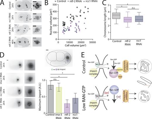 Figure 4. Ran pathway members regulate chromosome and nuclear size through limited nuclear import. (A) Representative still images from time-lapse movies of nuclei from TH32 embryos after RNAi depletion of control, RCC1, and NTF2 at the 2-cell stage. (B) Nuclear volume correlated to cell volume (in µm3) in control, RCC1, and NTF2 RNAi embryos. See Table S3 for linear regression information. Control, n = 37; RCC1 RNAi, n = 23; and NTF2 RNAi, n = 30. (C) Boxplot of chromosome length at the 2-cell stage. The box represents the 25th and 75th percentiles of the distribution. The line in the middle of the box is the median. The whiskers are the smallest and largest values of the distribution. (D) Representative still images from time-lapse movies of PIE-1::GFP’s nuclear import in P2 cells and mean maximum nuclear import of Pie-1::GFP expressed as a ratio of control’s maximum import. Error bars are standard deviation. (A and D) Bars, 5 µm. (E) Chromosome length scaling model based on a differential level of Ran-GTP in small (low concentration) versus larger cells (high concentration). The low concentration of Ran-GTP schematic represents either (a) depletion of NTF-2, which prevents nuclear import of Ran-GDP, or (b) depletion of the Ran-GEF, which prevents exchange of GDP to GTP on Ran. n.s., not significant; *, P ≤ 0.05.