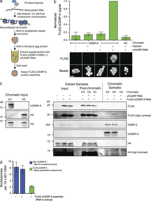 Figure 1. Reconstitution of CENP-A assembly in vitro. (a) Schematic of in vitro CENP-A assembly assay. (b) In vitro FLAG–xCENP-A assembly requires HJURP and mitotic exit. Extracts were supplemented with calcium, xHJURP RNA, or both. The top graph shows the means ± SEM; n = 5. The bottom images show FLAG–xCENP-A staining (FLAG) and bead autofluorescence (Beads). Bar, 5 µm. (c) Characterization of FLAG–xCENP-A assembly. (left) The levels of CENP-A (hCENP-A), histone H3, and histone H4 on the beads before extract addition. (right) The levels of FLAG–xCENP-A, CENP-C, and histone H4 in the extract before chromatin bead addition and after bead recovery (Extract Samples), and the chromatin bead–bound proteins after their recovery from the extract (Chromatin Samples). (d) Summary of quantitative Western blots (see Fig. S1 c) estimating the number of input nucleosomes (Myc-H4 signal) and newly assembled FLAG–xCENP-A nucleosomes per chromatin array; bars show the means ± SEM; n = 5.