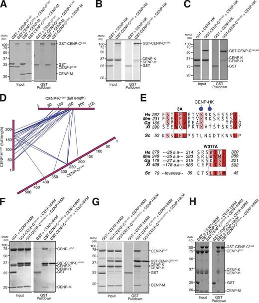 Figure 2. Characterization of the CENP-C–CENP-HIKM interaction. (A) GST pull-down assay of GST–CENP-C2–545 with CENP-M or CENP-I57–281. CENP-C does not bind to CENP-M or CENP-I57–281 in this assay. (B) GST pull-down assay of GST–CENP-C2–545 with CENP-HK. (C) GST pull-down assay of GST–CENP-C189–400 with CENP-HK. In B and C, CENP-C2–545 and CENP-C189–400, respectively, bind to CENP-HK. (D) Summary of cross-links within the CENP-C2–545–CENP-HK complex. Intermolecular cross-links are shown in blue. Intramolecular cross-links are not shown but are listed in Table S1. CENP-HK binds to CENP-C within its PEST-rich domain. (E) Within the boxed regions are two conserved hydrophobic motifs in CENP-C189–400. In the 3A mutant, L265, F266A, and L267A were mutated to alanine. The 4A mutant combines 3A with W317A. Two Lys residues found to cross-link with CENP-HK are shown with blue circles. Budding yeast Mif2 is shown for comparison. Curiously, the regions conserved in Mif2 seem to be inverted. Hs, Homo sapiens; Mm, Mus musculus; Gg, Gallus gallus; Xl, X. laevis; Sc, S. cerevisiae. Red and pink boxes indicate positions in the CENP-C sequence that are either fully conserved (per residue class, e.g., hydrophobic and aromatic) or conserved in at least four in five sequences, respectively. (F) GST–CENP-C189–290-3A was unable to bind HIKM in a GST pull-down assay, in contrast to wild-type CENP-C189–290. (G) GST–CENP-C290–400-W317A was unable to bind HIKM in a GST pull-down assay, in contrast to wild-type GST–CENP-C290–400. (H) GST pull-down assay of GST–CENP-C2–545 shows binding to HIKM, whereas GST–CENP-C2–545-4A is effectively impaired in HIKM binding. White lines indicate that intervening lanes have been spliced out. MWM, molecular weight marker.