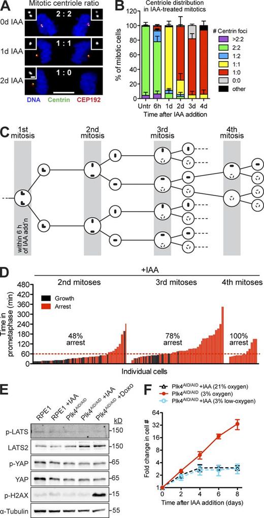 Figure 4. The IAA-induced cell cycle arrest is not caused by a prolonged mitosis. (A) Representative images of anaphase cells at indicated times after IAA addition. Cells were costained with Centrin and CEP192. Bars: (main) 5 µm; (inset) 0.5 µm. (B) Quantification of the percentage of cell divisions occurring with the indicated number of centrioles at each spindle pole. Measurements were obtained from fixed samples at the indicated times after IAA addition. Bars represent the mean of >60 cells from two independent experiments. (C) Schematic showing the expected dynamics of centriole dilution after IAA treatment. Cells that undergo mitosis within 6 h of IAA addition almost always contain four centrioles, which dilute out as shown in subsequent divisions. (D) Graph showing the prometaphase duration and proliferative capacity of IAA-treated Plk4AID/AID cells. Each bar represents a daughter cell, its height represents the prometaphase duration of the mother cell, and its color represents the fate of the daughter. Only cells that underwent their first mitosis within 6 h of IAA treatment were analyzed. The dashed red line indicates the maximum time that IAA-treated cells spend in prometaphase before undergoing a cell cycle arrest (Fig. S3 D). Data are taken from two independent experiments (n = 199 prometaphases). (E) Immunoblot showing the levels of phosphorylated LATS, YAP, and Histone H2AX in IAA-treated Plk4AID/AID and parental RPE1 cells. Doxorubicin treatment was used as a control to induce DNA damage. (F) Graph showing the fold increase in cell number in IAA-treated Plk4AID/AID cells grown in normal (21%) or low (3%) oxygen conditions. Points show the mean of two independent experiments performed in triplicate. All error bars in the figure represent the SEM.