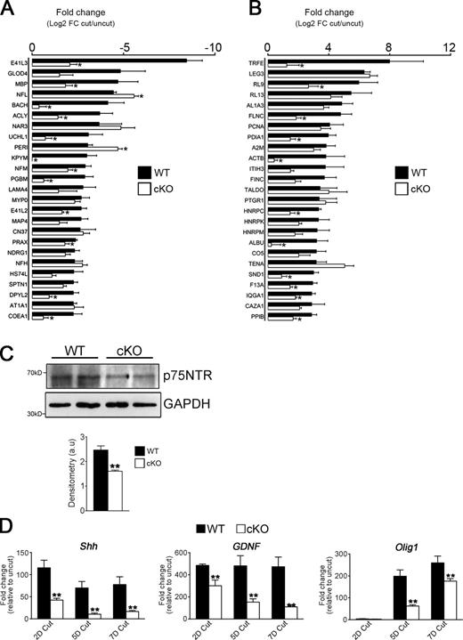 Figure 5. Genetic inactivation of autophagy retards the generation of repair cells after injury in vivo. (A and B) Graph showing fold change of the top 25 down-regulated (A) and up-regulated (B) proteins in 5 d cut nerves relative to uninjured nerves in WT and Atg7 cKO mice from proteomics analysis (Fig. S4 E). n = 5 mice for each genotype. Data are presented as mean ± SEM (error bars). *, P < 0.05 (Atg7 cKO relative to WT). (C) Western blot showing lower levels of the repair Schwann cell marker p75NTR in 5 d cut nerves from Atg7 cKO mice compared with WT controls. The graph shows densitometric analysis of Western blots. n = 3 mice for each genotype. Data are presented as mean ± SEM (error bars). **, P < 0.01. (D) qPCR analysis showing significantly lower levels of the mRNA levels of the repair Schwann cell markers Shh, GDNF, and Olig1 in 2, 5, and 7 d cut nerves from Atg7 cKO mice compared with WT controls. Data are expressed as fold change in cut nerves relative to uncut nerves. n = 3 mice for each genotype/time point. Data are presented as mean ± SEM (error bars). **, P < 0.01 (Atg7 cKO relative to WT).