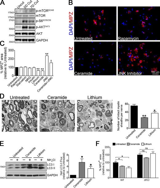 Figure 6. Myelinophagy is mTOR independent and promoted by lithium and ceramide. (A) Western blot showing increased expression of pmTOR, p-S6, and p-AKT in cut WT nerves. Quantification of Western blots is shown in Fig. S5 A. (B) Immunolabeling showing regulation of MPZ breakdown by rapamycin, ceramide, or JNK inhibitor SP600125 in Schwann cell cultures (from P8 mice animals, treated 3 d in vitro). Myelin breakdown is unchanged by rapamycin, reduced by ceramide, and increased by JNK inhibitor compared with untreated cultures. (C) Graph showing MPZ+ myelin area in Schwann cell cultures (as in Fig. 6 B) after different treatments. Data are presented as mean ± SEM (error bars) from three independent experiments with a minimum of 200 cells analyzed per condition/experiment. *, P < 0.05; **, P < 0.01 (treated cells relative to untreated controls). (D) Electron micrographs showing fewer intact myelin sheaths in nerve segments maintained in vitro for 4 d in the presence of ceramide and lithium, compared with control cultures. The graph shows quantification of the number of intact myelin sheaths in control segments and segments treated with ceramide and lithium. Data are presented as mean ± SEM (error bars) from three independent experiments with a minimum of 10 picture frames analyzed per condition/experiment. *, P < 0.05; **, P < 0.01 (treated cells relative to untreated controls). (E) Western blot showing increased LC3 II accumulation in nerve segments maintained in vitro for 3 d and treated with ceramide or lithium in the presence or absence of NH4Cl (3 h treatment). The graph shows increased net LC3 II flux after ceramide and lithium treatment compared with control cultures. Data are presented as mean ± SEM (error bars) from three independent experiments. *, P < 0.05 (treated cells relative to untreated controls). (F) Graph showing quantification of MPZ+ area in control Schwann cell cultures (WT) and cultures in which autophagy was blocked (Atg7 cKO cultures). The increased myelin degradation of MPZ seen after treatment with ceramide and lithium in WT dissociated Schwann cell cultures is blocked in Atg7 cKO cultures. See Fig. S5 D for pictures of immunolabeling. Data are presented as mean ± SEM (error bars) from three independent experiments with a minimum of 10 picture frames analyzed per condition/experiment. *, P < 0.05; ns, not significant (treated cells relative to untreated controls).