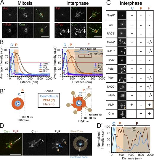 Figure 2. Reorganization of the centrosome structure in interphase. (A) SIM images of WT embryos stained for the indicated proteins. The presence (arrows) and absence (arrowheads) of γTub within Cnn flares is shown. (B) Mean radial intensity distribution of centrosome proteins in mitosis (left) and interphase (right) calculated from line scans derived from n = 30–110 centrosomes (broken lines in A). Shaded areas show the centriole (C, blue), PCM (P, orange), and flare (F, brown) zones as defined by the outer edges (OE) of Asl, γTub, and Cnn, respectively (see Materials and methods). The asterisk denotes satellite or flare measurement. (B′) Diagram of centrosome zones at mitosis (left) and interphase (right). (C) Confocal projections of the indicated proteins assayed for localization to the C, P, and F zones; +, present; −, absent; and +/−, low or variable levels; *, protein detected by GFP transgene. See Fig. S1 C for contrast-enhanced versions of Sas4, Bld10, Plk4, Polo, and Spd2. Open arrowheads show low localization of protein to the flare zone; closed arrowheads show Polo extending into the PCM zone. The brown arrowhead highlights the strong localization of PLP to the flare zone. (D) SIM image of a WT interphase centrosome with a Cnn flare (bracket); arrows show PLP at the centriole (blue) and satellites (brown). Line scan (broken line, D′) shows representative distribution relative to the centriole center. Bars: (A and D) 2.5 µm; (C) 1 µm.