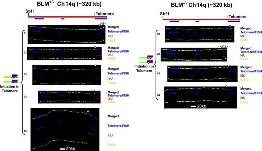 Figure 2. Replication initiation events are detected in the Ch14q telomere in BLM-proficient and BLM-deficient cells. Replicated molecules from BLM-proficient and BLM-deficient cells that display telomeric initiation events (presented in Fig. 1) are shown. Images of individual color channels depicting telomere PNA and locus-specific FISH probes (blue), IdU (red), and CldU (green) signals are shown below the merged images to allow better visualization of telomeric initiation events partially obscured by overlapping (blue) staining in the merged images. A map of the 14q locus is depicted above the molecule images, with the positions of the telomeric PNA and FISH probes (blue bars below) used to identify and orient the molecules indicated. Symbols are as in Fig. 1. White stars indicate definitive centers of initiations, where a red signal is surrounded by green (see Fig. S1 B).