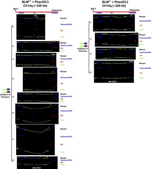 Figure 5. Replication initiation events are detected in the Ch14q telomere in BLM-proficient and BLM-deficient cells treated with G4-stabilizing ligand PhenDC3. Replicated molecules from BLM-proficient and BLM-deficient cells treated with G4-stabilizing ligand PhenDC3 that display telomeric initiation events (presented in Fig. 4) are shown. Images of individual color channels depicting telomere PNA and locus-specific FISH probes (blue), IdU (red), and CldU (green) signals are shown below the merged images. A map of the 14q locus is depicted above the molecule images, with the positions of the telomeric PNA and FISH probes (blue bars below the map) used to identify and orient the molecules indicated. Symbols are as in Fig. 1. White stars indicate definitive centers of initiations, where a red signal is surrounded by green (see Fig. S1 B).