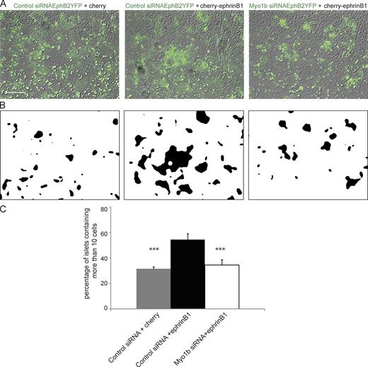 Figure 3. Myo1b KD reduces the number of large islets formed by YFP-EphB2-HCT116 cells when they are cocultivated with Cherry-ephrinB1-HCT116 cells. (A and B) YFP-EphB2-HCT116 cells transfected with control or Myo1b siRNAs and cocultivated with Cherry-ephrinB1-HCT116 or Cherry-HCT116 cells were analyzed by phase-contrast and fluorescent microscopy. (A) The overlay of phase-contrast images (gray) and YFP images (green). (B) The same images as A after treatment as described in Fig. S3 to visualize the outlines of the islets formed by YFP-EphB2-HCT116 cells. Bar, 150 µm. (C) The number of cells per islets was quantified in the different experimental conditions based on the nuclear staining and as described in Fig. S3. Data are shown as the mean of three experiments. Error bars represent ± SEM. n = 191 and 346 islets for control siRNA-treated YFP-EphB2-HCT116 cells cocultivated with Cherry-HCT116 cells or with Cherry-ephrinB1-HCT116 cells, respectively. n = 198 islets for Myo1b siRNA-treated YFP-EphB2-HCT116 cells cocultivated with Cherry-ephrinB1-HCT116 cells. Paired Student’s t test was used to analyze the probabilities of these data. ***, P = 7.7 × 10−7 for control siRNA YFP-EphB2-HCT116 cells cocultivated with Cherry-HCT116 cells versus those cells cocultivated with Cherry-ephrinB1-HCT116. ***, P = 1.7 × 10−8 for Myo1b siRNA YFP-EphB2-HCT116 cells cocultivated with Cherry-ephrinB1-HCT116 cells versus control siRNA YFP-EphB2-HCT116 cells.