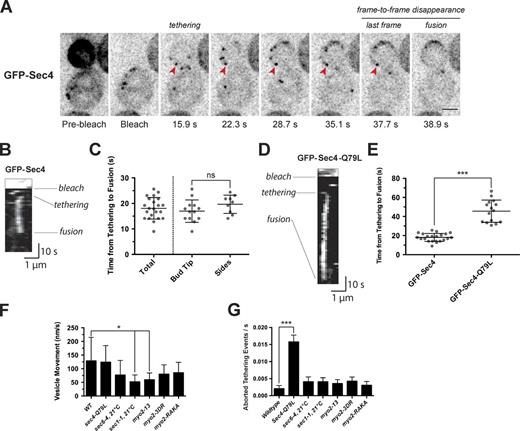 Figure 1. Vesicles tether to the cortex for ∼18 s in wild-type cells, which lengthens and is more variable in a constitutively active Rab mutant. (A) Still frames of a typical GFP-Sec4 vesicle tracking experiment in a wild-type cell. An inverted monochrome maximum projection is shown for clarity. Arrows point to GFP-Sec4 puncta tethered to the membrane. Bar, 2 µm. See also Video 1 and Fig. S1. (B) Kymograph of GFP-Sec4 vesicle puncta shown by the arrowheads in A. (C) Column scatter plot of the time from tethering to fusion (in seconds) in wild-type cells for the whole population (n = 22), bud tip (n = 13), and bud sides (n = 9). ns, not significant. Lines show mean and 95% confidence intervals. (D) Kymograph of GFP-Sec4-Q79L vesicle puncta. See also Video 2. (E) Column scatter plot of the time from vesicle tethering to fusion (in seconds) in the indicated strains. ***, P < 0.0001. Lines show mean and 95% confidence intervals for wild type (n = 22) and GFP-Sec4-Q79L (n = 15). (F) Movement (nm/s) of puncta tethered to the cortex for the strains indicated at 21°C. Wild type (n = 22), GFP-Sec4-Q79L (n = 15), sec6-4 (n = 16), sec1-1 (n = 15), myo2-13 (n = 15), myo2-3DR (n = 14), and myo2-RAKA (n = 16) are shown. *, P < 0.05. Error bars indicate standard deviation. (G) Aborted tethering events per second for the strains indicated at 21°C. Wild type (n = 22), GFP-Sec4-Q79L (n = 15), sec6-4 (n = 16), sec1-1 (n = 15), myo2-13 (n = 15), myo2-3DR (n = 14), and myo2-RAKA (n = 16) are shown. ***, P < 0.0001. Error bars indicate standard deviation.