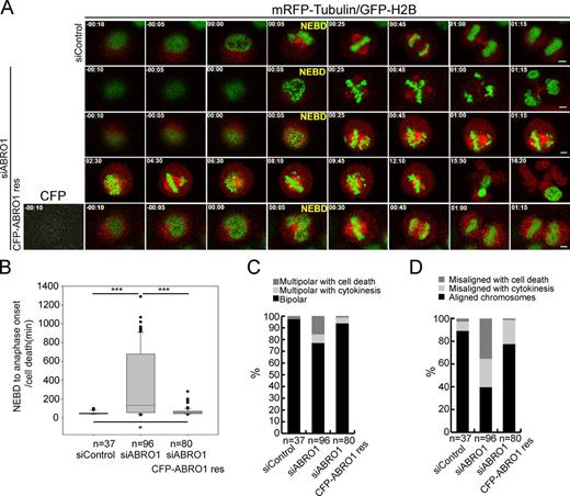 Figure 2. BRISC is required for proper spindle assembly. (A) Representative live-cell still images of dividing H2B-GFP/α-tubulin-mRFP HeLa cells, transfected with control siRNA (see Video 1), ABRO1-siRNA (see Videos 2 and 3), or cotransfected with ABRO1-siRNA and CFP-ABRO1res (see Video 4), respectively. Bars, 5 µm. NEBD indicates the first frame after NEBD, based on the chromatin marker H2B-GFP. Times are shown in hours:minutes. (B) Box-and-whisker plots showing the duration cells spent in mitosis from NEBD to anaphase onset or cell death in the cells shown in A. Boxes show the upper and lower quartiles (25–75%) with a line at the median. Whiskers extend from the 10th to the 90th percentile, and dots correspond to outliers. *, P < 0.05; ***, P < 0.001; Student’s t test. (C) Quantification of the cells with bipolar or multipolar spindles shown in A, whereas cells with multipolar spindles were further classified, based on with or without complete mitosis, into multipolar with cytokinesis and multipolar with cell death. (D) Quantification of the cells with aligned or misaligned chromosomes shown in A, whereas cells with misaligned chromosomes were further classified into misaligned with cytokinesis and misaligned with cell death based on with or without complete mitosis. Error bars show mean ± SD.