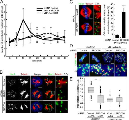 Figure 4. BRISC is required for chromosomal MT assembly. (A) Quantification of the number of MT asters in each mitotic cell fixed at the indicated times after NOC washout, as described in Fig. S3 B (n = 120 for each time point; means ± SD; three independent experiments). (B) Representative confocal images of K-fiber formation in control ABRO1/BRCC36–silenced cells. HeLa cells released from NOC for 6 min, as described in Fig. S3 B, were fixed and stained for Hec1 (green) and α-tubulin (red). K-fiber formation is significantly reduced in ABRO1/BRCC36-silenced cells compared with that in controls. Insets show K-fibers. (C) Representative confocal images of the kinetochore–MT attachment in control and BRCC36-silenced cells. Cells were treated with 10 µM MG132 for 4 h, fixed, and stained for Hec1 (green) and α-tubulin (red). End-on amphitelic attachment of MTs to kinetochores is observed in control cells. However, kinetochore–MT attachment was deficient or impaired in BRCC36-silenced cells, and many kinetochores were laterally bound to MT bundles. (D) Representative confocal images of the interkinetochore distance in control and BRCC36-silenced cells. Control or BRCC36-silenced HeLa cells were treated with 10 µM MG132 or 30 ng/ml NOC for 4 h, and then fixed and stained for the outer kinetochore marker Hec1 (red) and CREST (green). CREST sera are human autoantibodies against centromeric proteins. The images correspond to confocal microscopy maximum projections for NOC-treated cells and single confocal microscopy sections for 10 µM of MG132-treated cells. The white arrows show paired sister kinetochores. (E) Box-and-whiskers plots showing the quantification of the interkinetochore distance. Boxes show the upper and lower quartiles (25–75%) with a line at the median. Whiskers extend from the 10th to the 90th percentile, and dots correspond to outliers. Results are means ± SD. The mean interkinetochore distance is significantly lower in BRCC36-silenced cells than in the controls (1.10 vs. 1.51 µm). This effect is dependent on MT forces, as the interkinetochore distance in control and BRCC36-silenced cells is similar after NOC treatment (1.01 vs. 1.02 µm). ***, P < 0.001; Student’s t test. Bars, 5 µm. Error bars show mean ± SD.