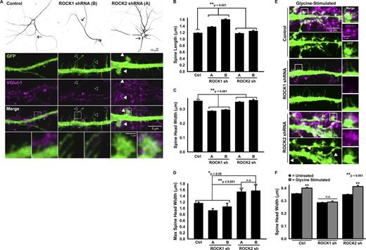 Figure 5. ROCK1 and ROCK2 differentially regulate dendritic spine morphology in development and in response to excitatory stimulation. (A) Confocal images of DIV19 fixed rat hippocampal neurons cotransfected with control empty vector or ROCK isoform–specific shRNAs and GFP on DIV 16, and stained for the presynaptic marker VGlut-1. (bottom) Enlargement of ROI indicated in merge images, highlighting dendritic spines and associated presynaptic VGlut-1 labeling. Neurons transfected with two other rat ROCK isoform-specific sequences are shown in Fig. S3. Arrows indicate the dendrite region of interest enlarged in the panels below the neuron image. Open arrowheads indicate immature filopodia-like spine precursors in ROCK1 knockdown neurons, whereas closed arrowheads indicate the presence of enlarged spine heads in ROCK2 knockdown neurons. (B–D) Quantification of spine length (B), spine head width (C), and max spine head width (D) per neuron in DIV19–23 rat hippocampal neurons; n ≥ 773 spines for all conditions; for max spine head width calculation, n = 38, 19, 31, 13, and 6 neurons for control, ROCK1 shRNA sequence A, ROCK1 shRNA sequence B, ROCK2 shRNA sequence A, and ROCK2 shRNA sequence B. (E) Confocal images of dendrites from DIV23 rat hippocampal neurons after N-methyl-d-aspartate receptor activation with 200 µM glycine. Arrowheads indicate lamellipodia-like veils in glycine-stimulated ROCK2 shRNA neurons. (F) Quantification of spine head width in untreated and glycine-stimulated neurons; n ≥ 442 spines for all conditions. Error bars indicate SEM. Ctrl, control.